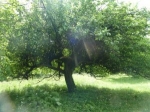 7 Baum